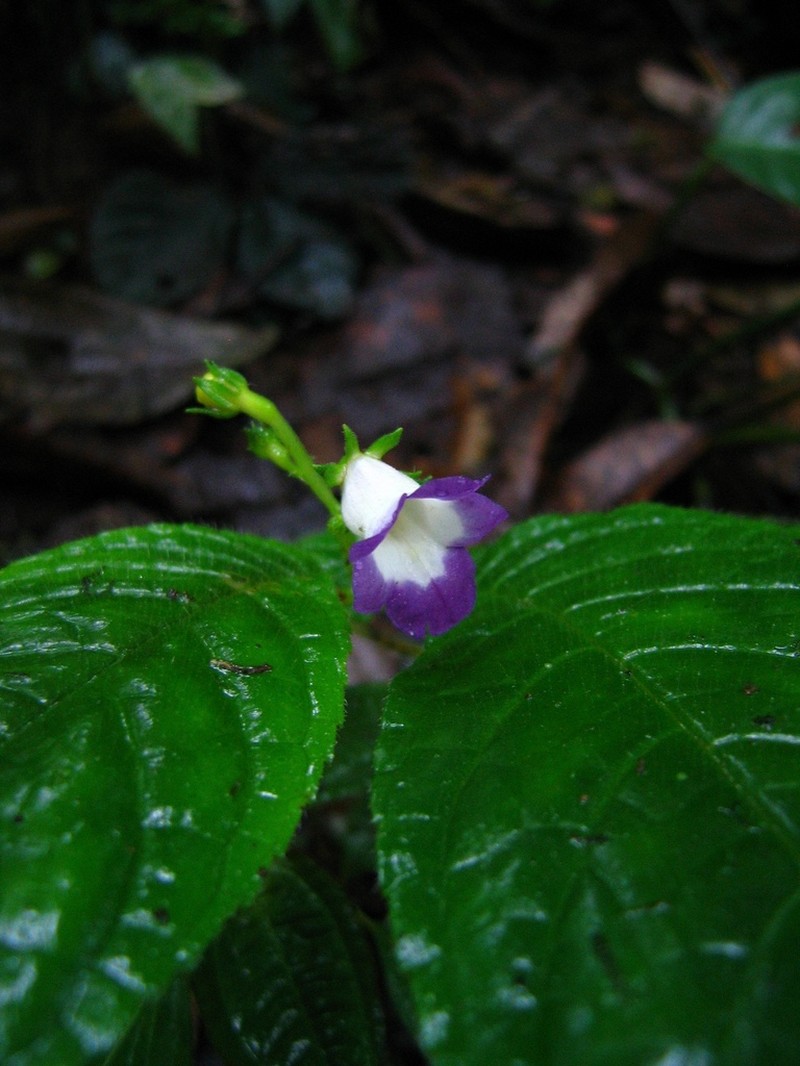 Monopyle chocoensis
