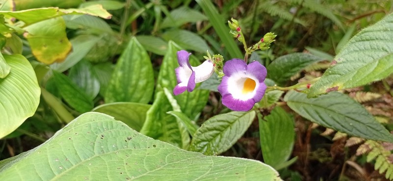 Monopyle chocoensis photo 2