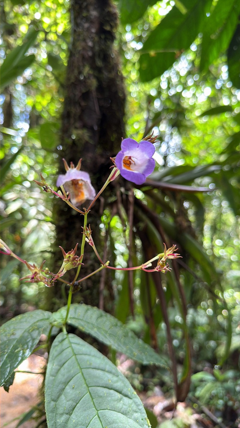Monopyle chocoensis photo 3