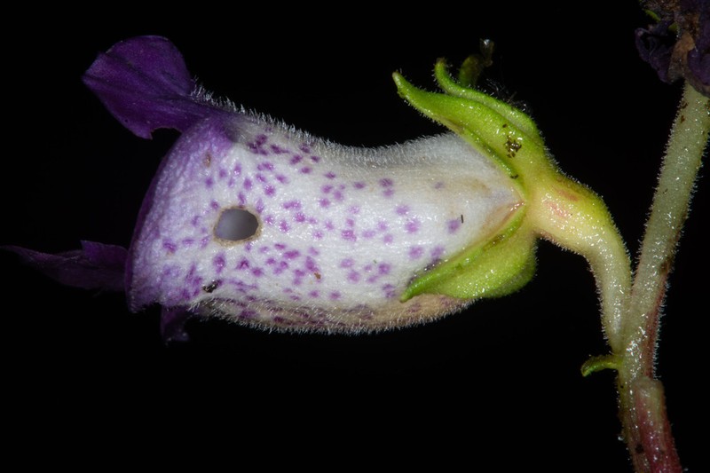 Monopyle chocoensis photo 4