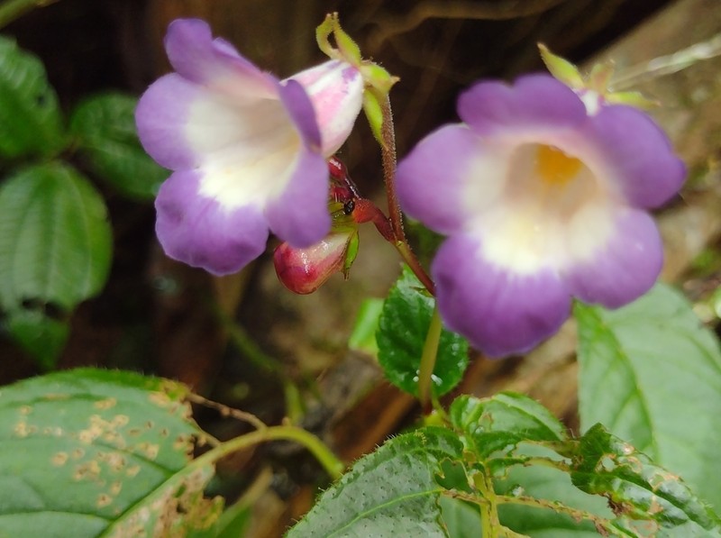 Monopyle chocoensis photo 5