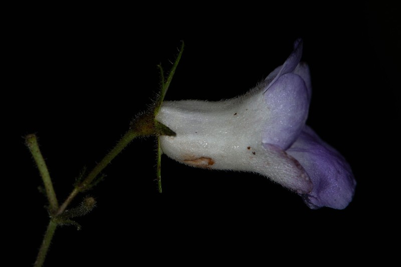 Monopyle chocoensis photo 6