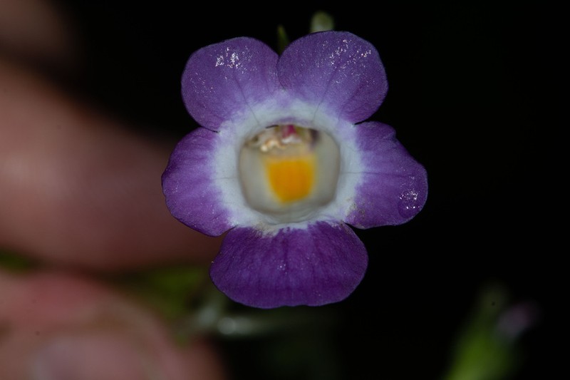Monopyle chocoensis photo 7