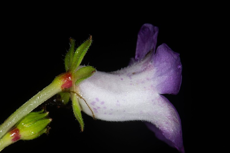 Monopyle chocoensis photo 8