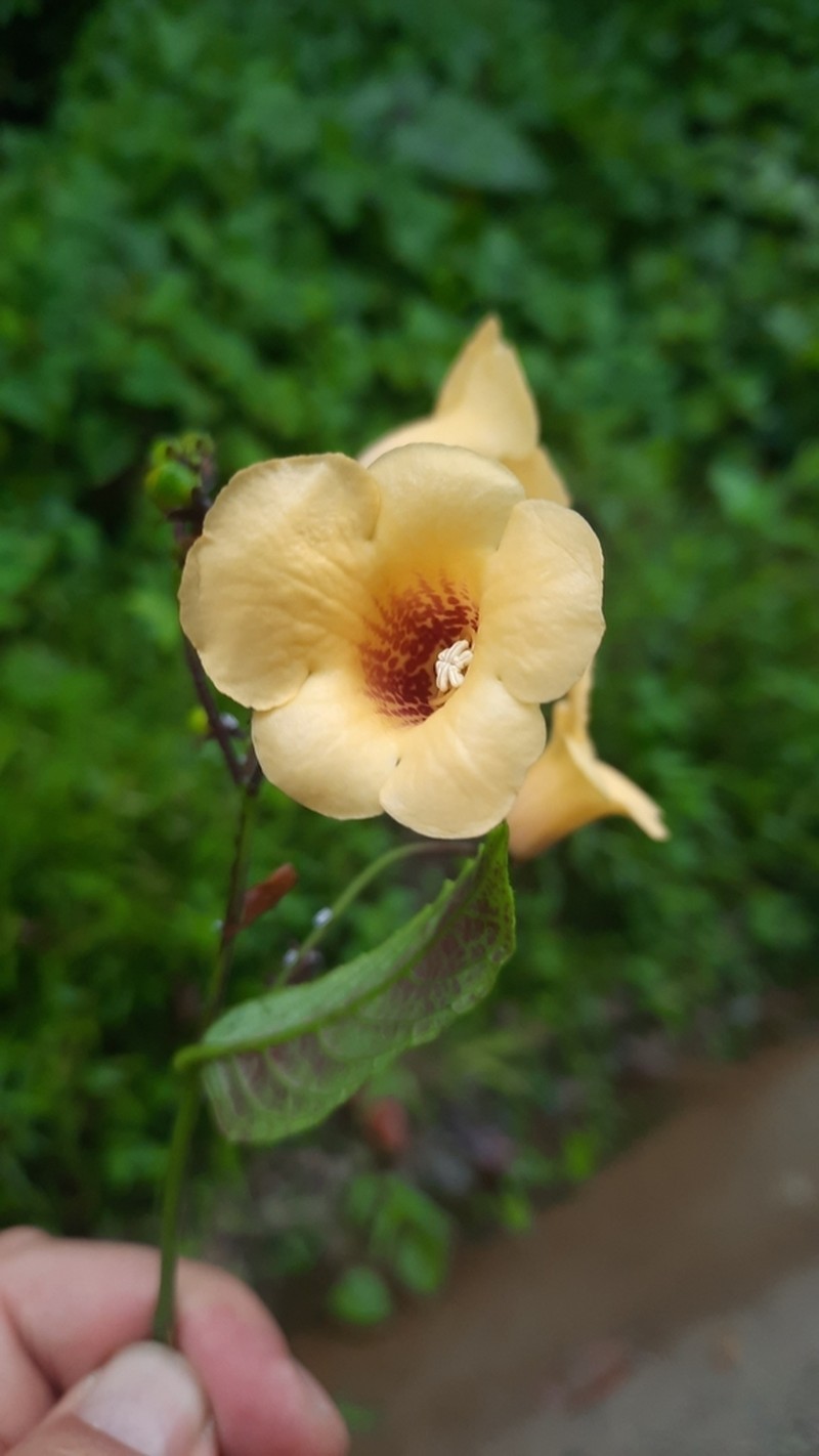 Monopyle flava photo 3