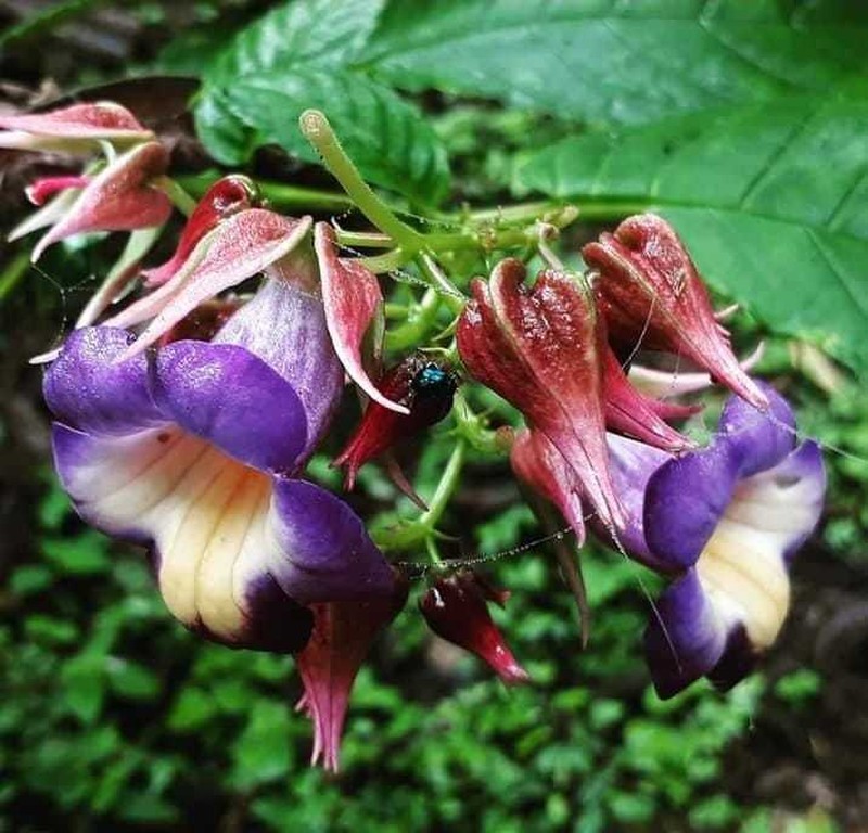 Monopyle glutinosa