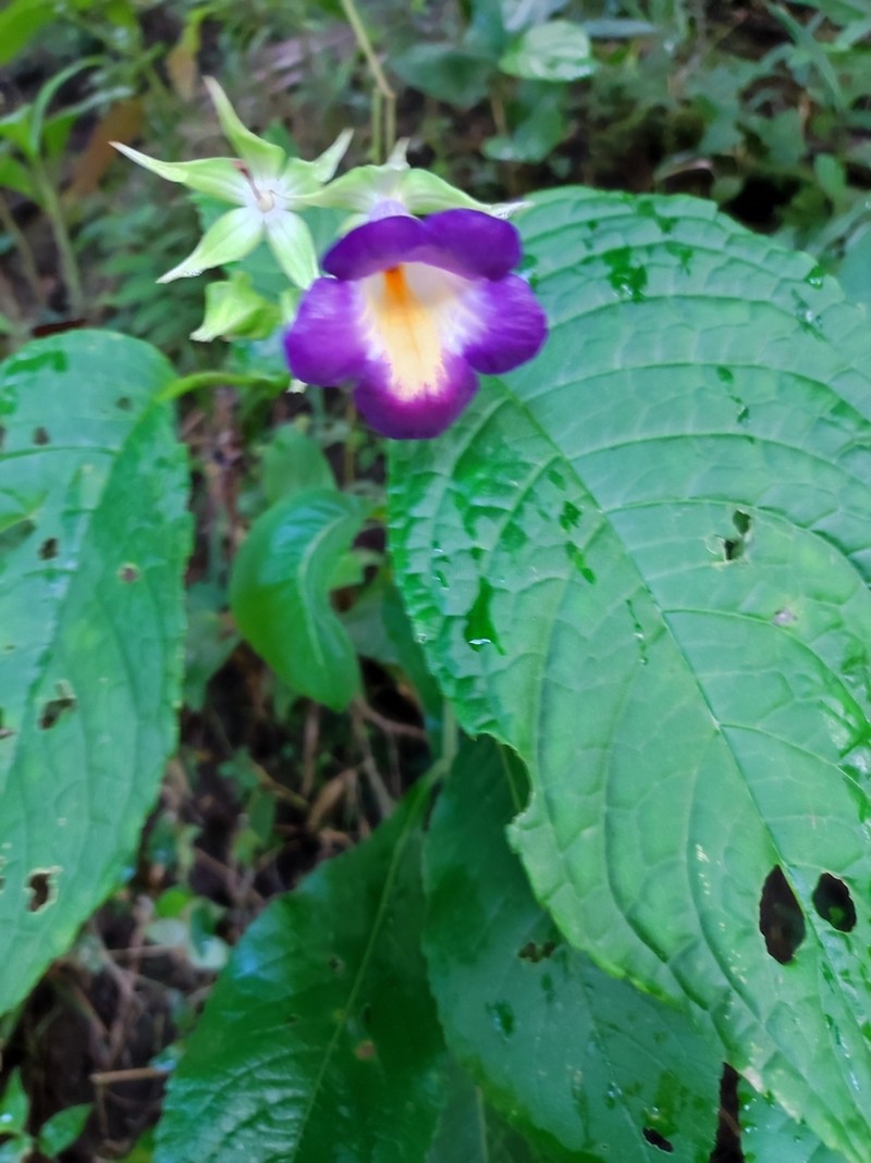Monopyle glutinosa photo 2