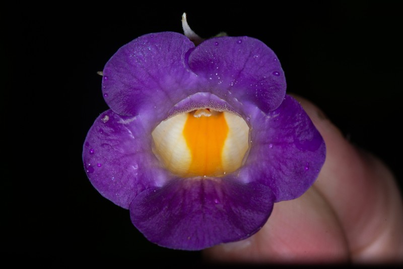 Monopyle glutinosa photo 3