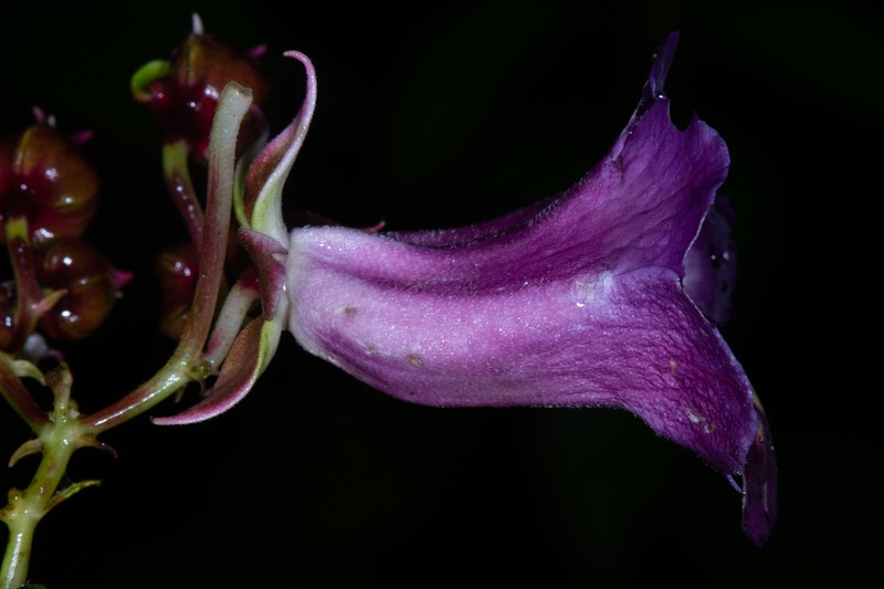 Monopyle glutinosa photo 4
