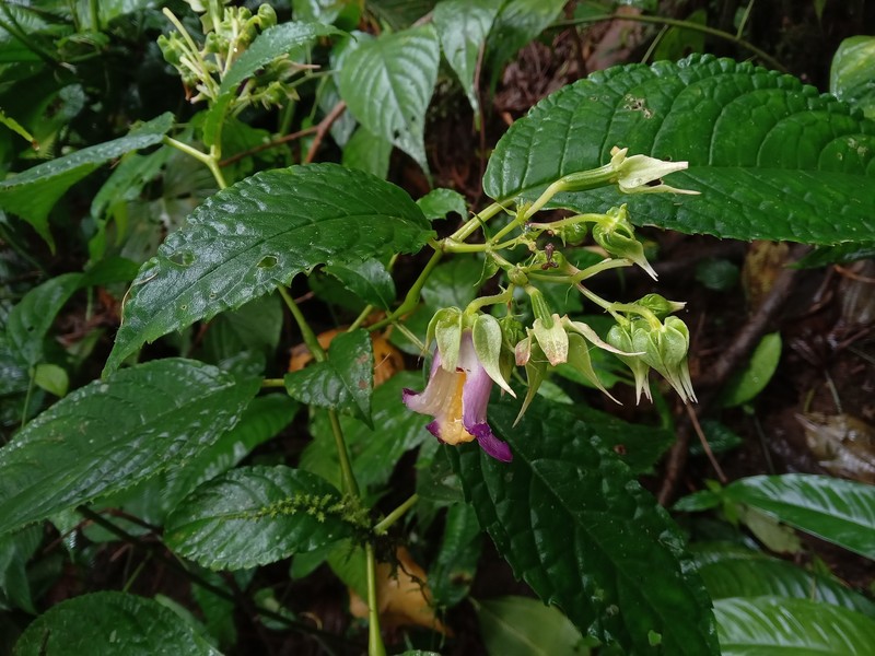 Monopyle glutinosa photo 6
