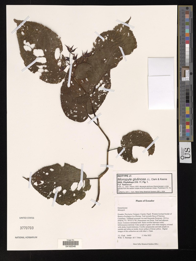 Monopyle glutinosa photo 8