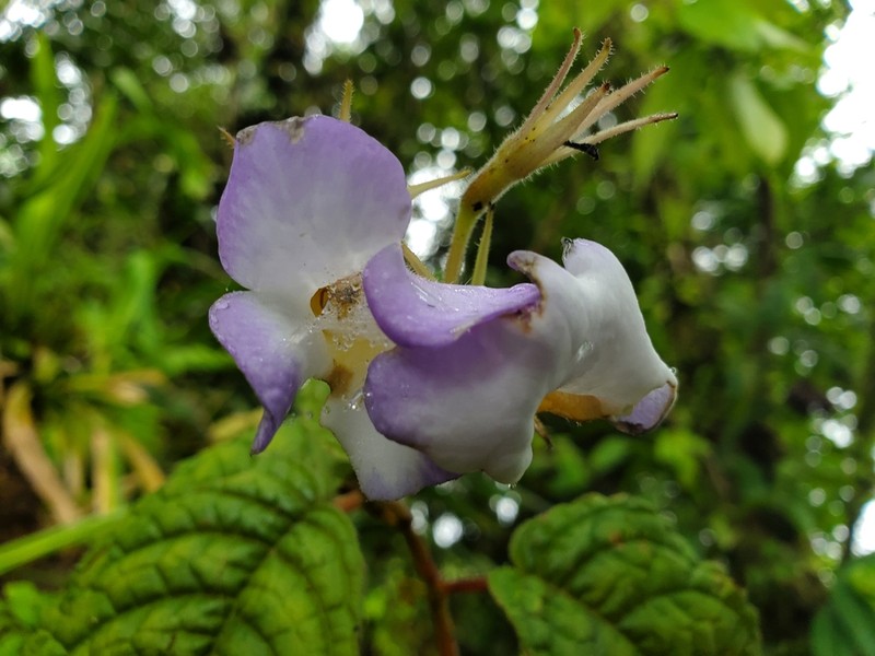 Monopyle grandiflora