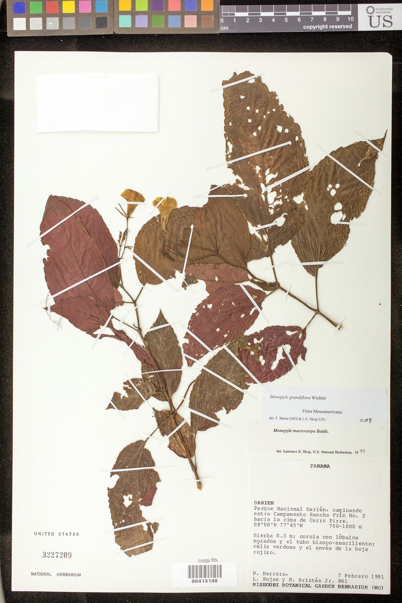 Monopyle grandiflora photo 2