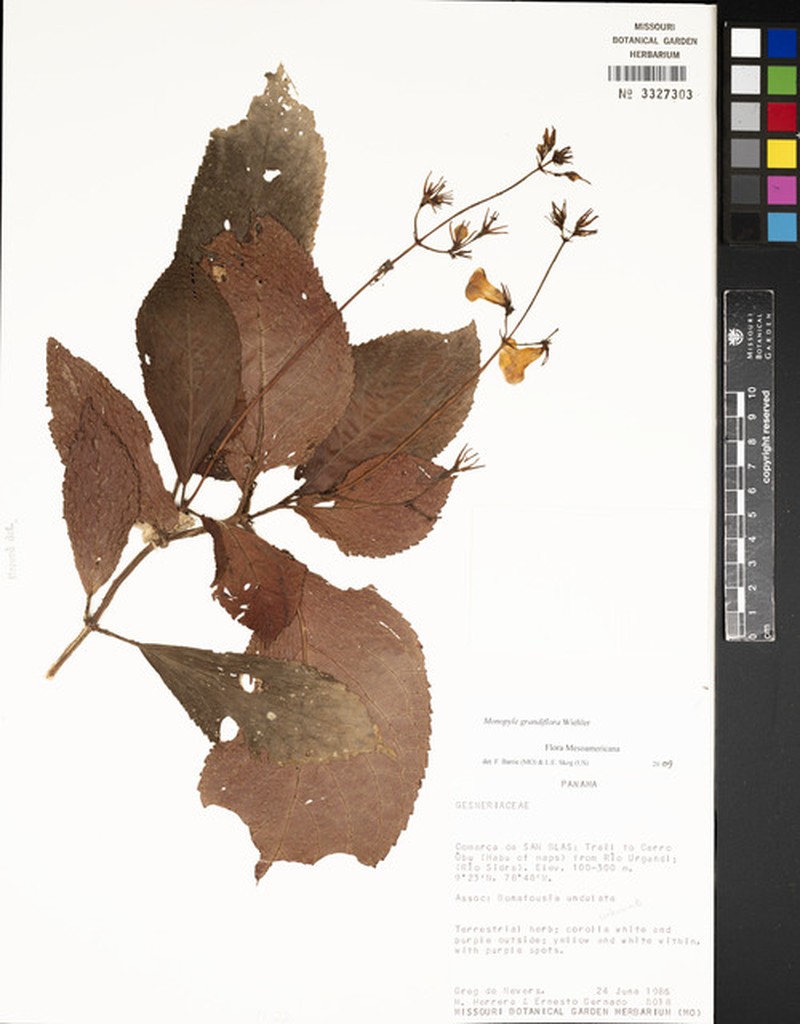 Monopyle grandiflora photo 3
