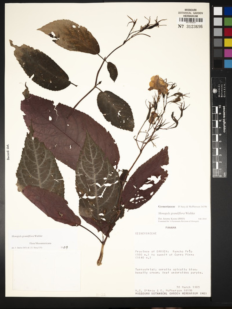 Monopyle grandiflora photo 4