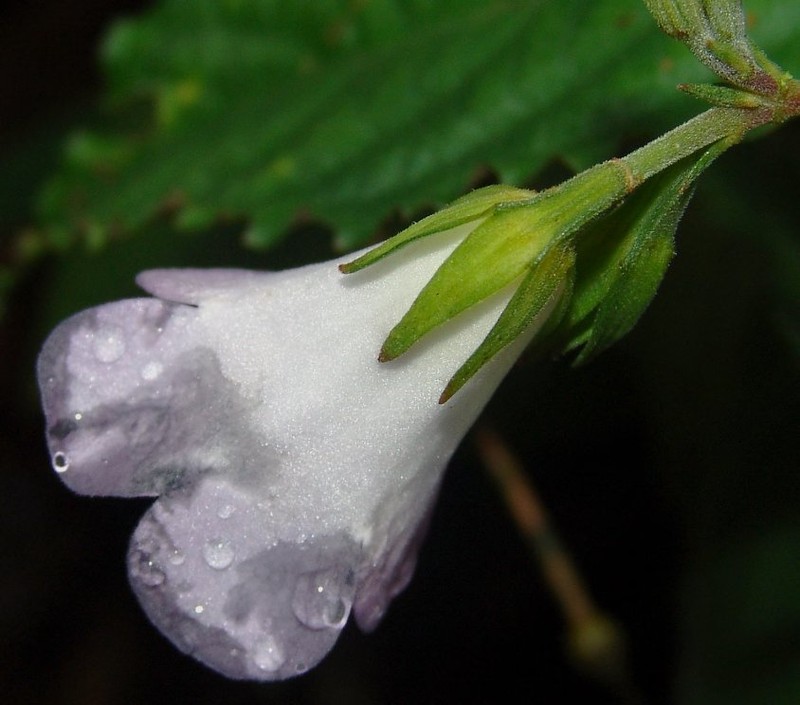 Monopyle inaequalis