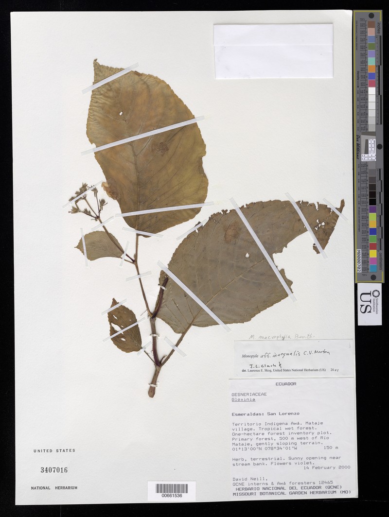 Monopyle inaequalis photo 2