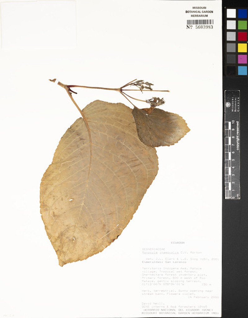 Monopyle inaequalis photo 3