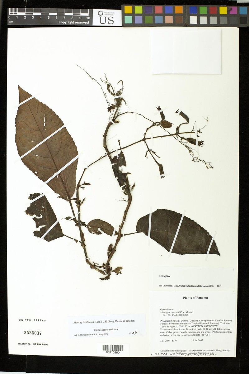 Monopyle lilacina photo 2