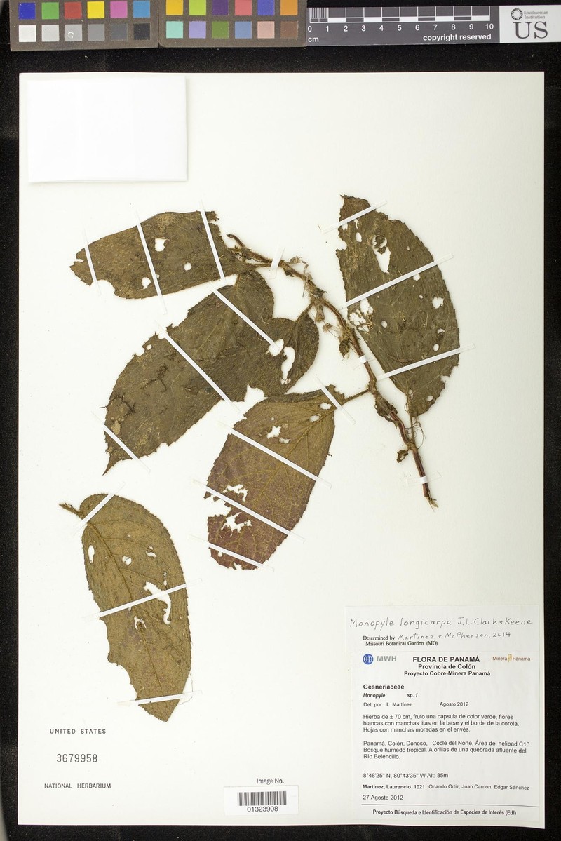 Monopyle longicarpa