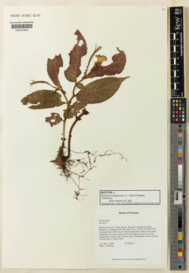 Monopyle longicarpa photo 2