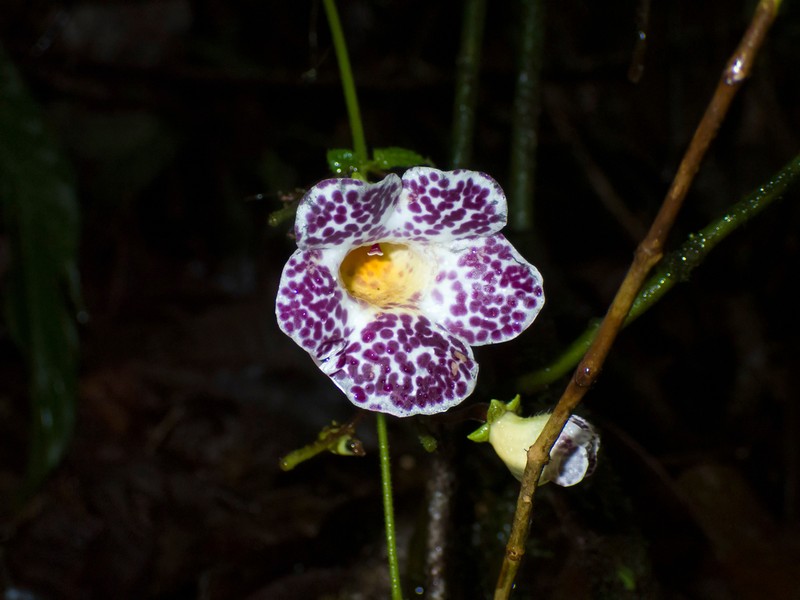 Monopyle macrocarpa photo 4