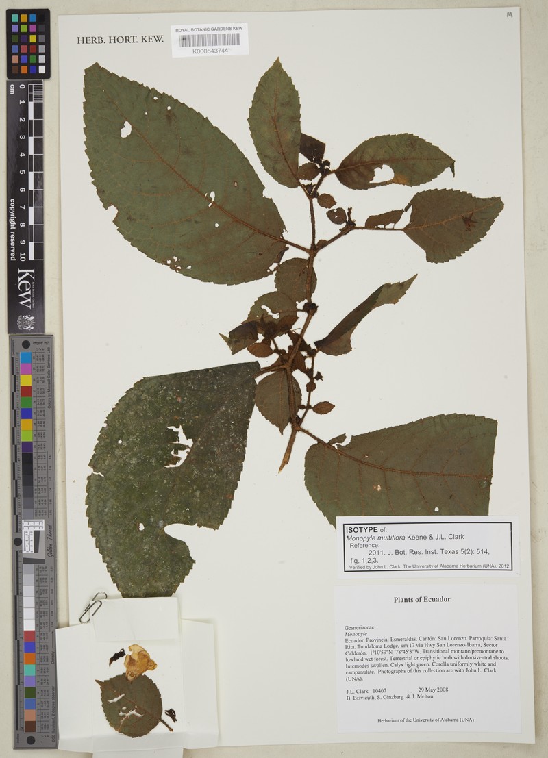 Monopyle multiflora
