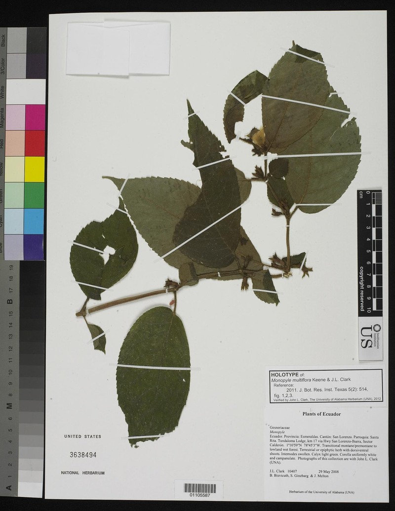 Monopyle multiflora photo 2