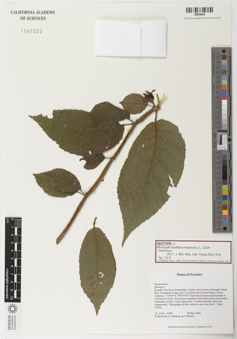 Monopyle multiflora photo 3