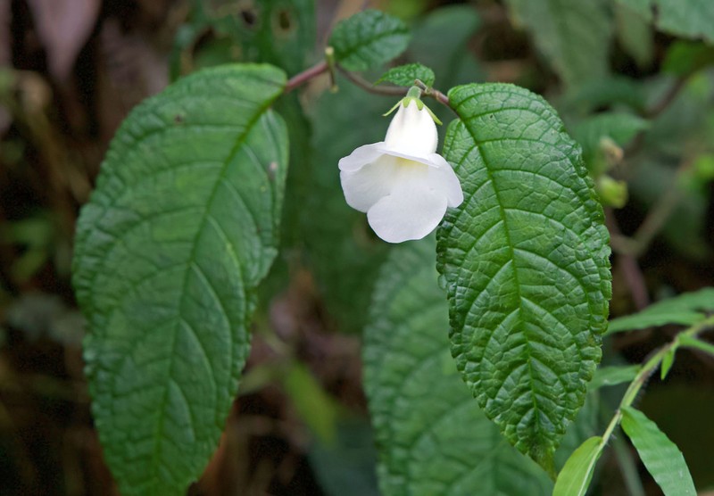 Monopyle uniflora