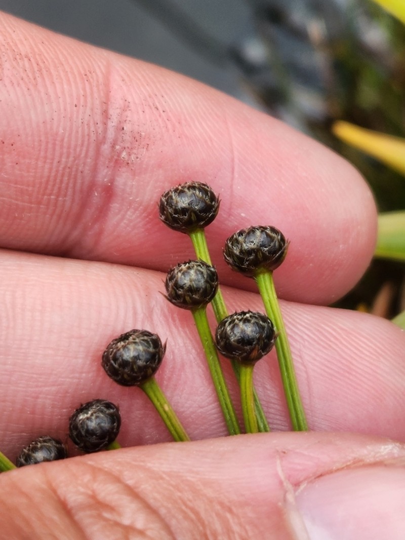 Monosperma roraimense