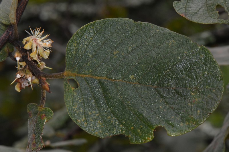 Monotes adenophyllus