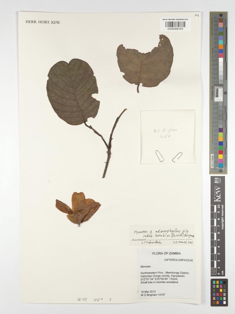Monotes adenophyllus photo 2