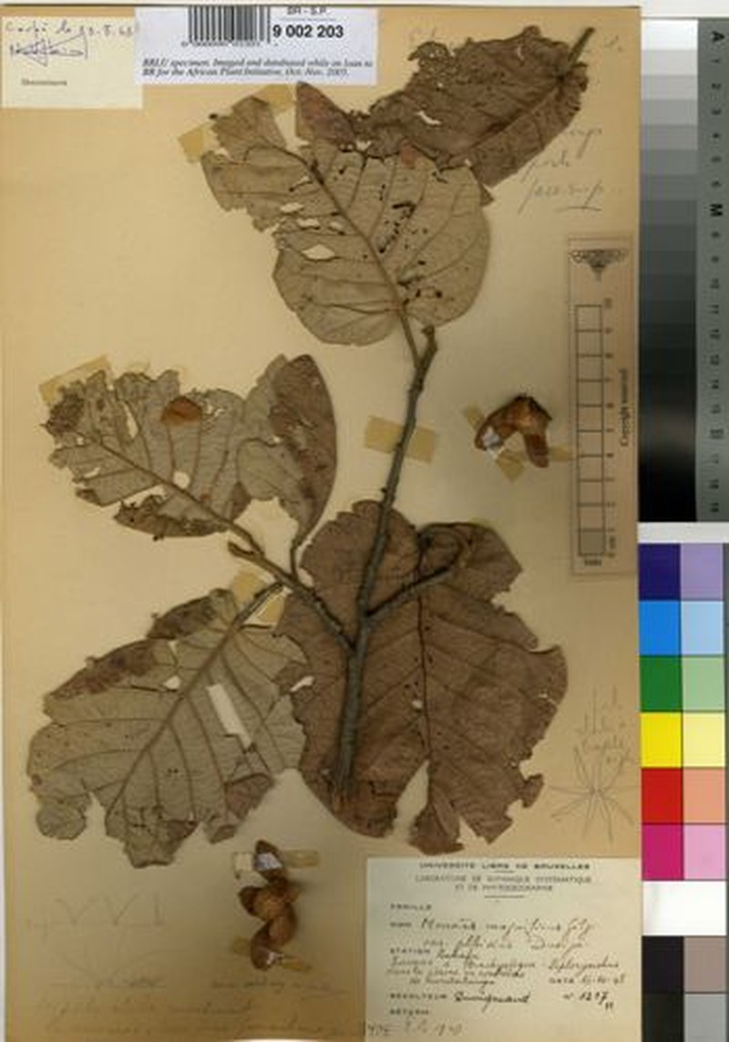 Monotes adenophyllus f. albidus