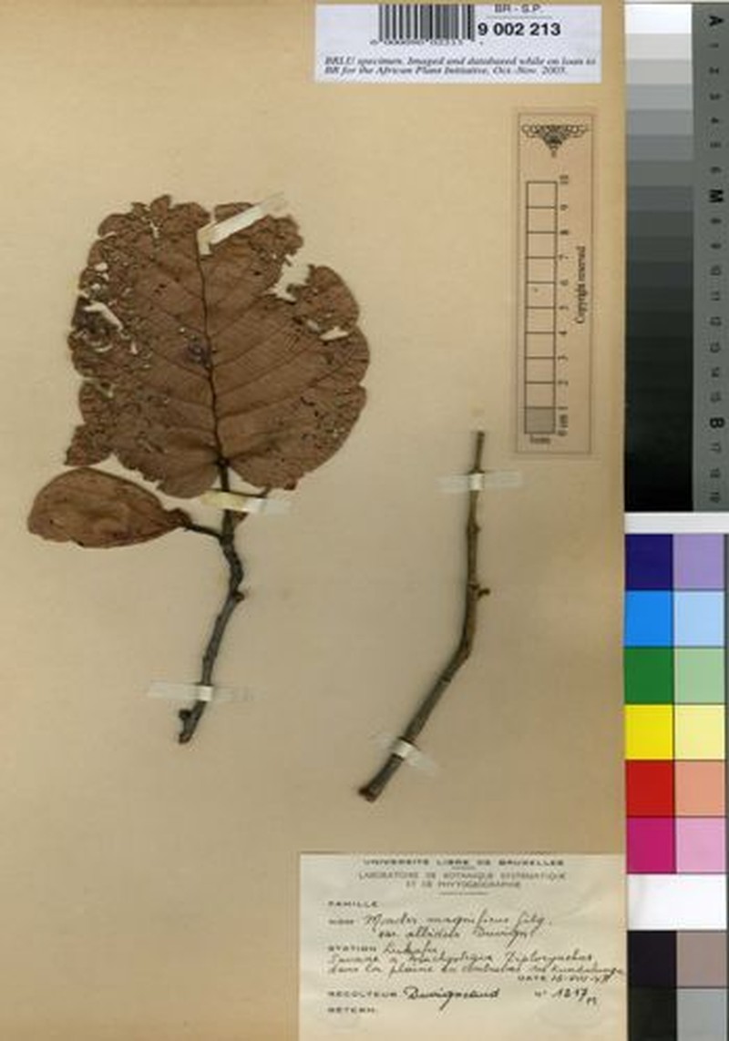Monotes adenophyllus f. albidus photo 2