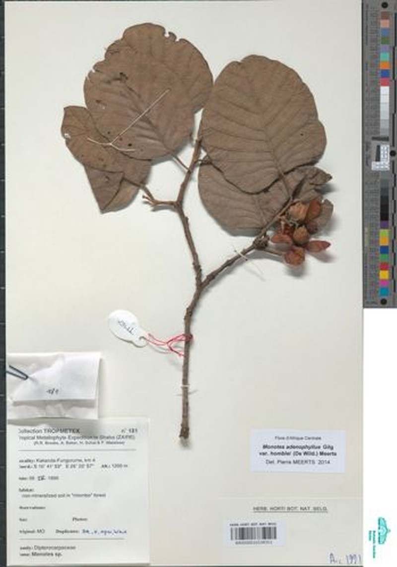 Monotes adenophyllus var. homblei photo 2