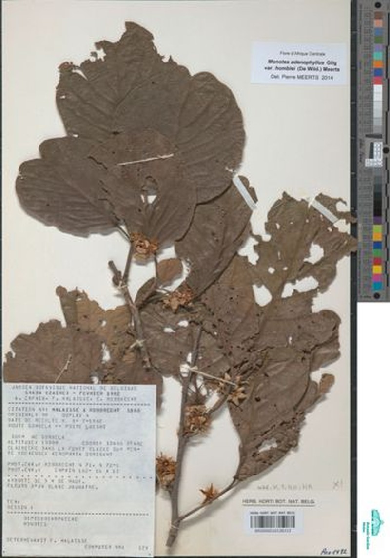 Monotes adenophyllus var. homblei photo 3