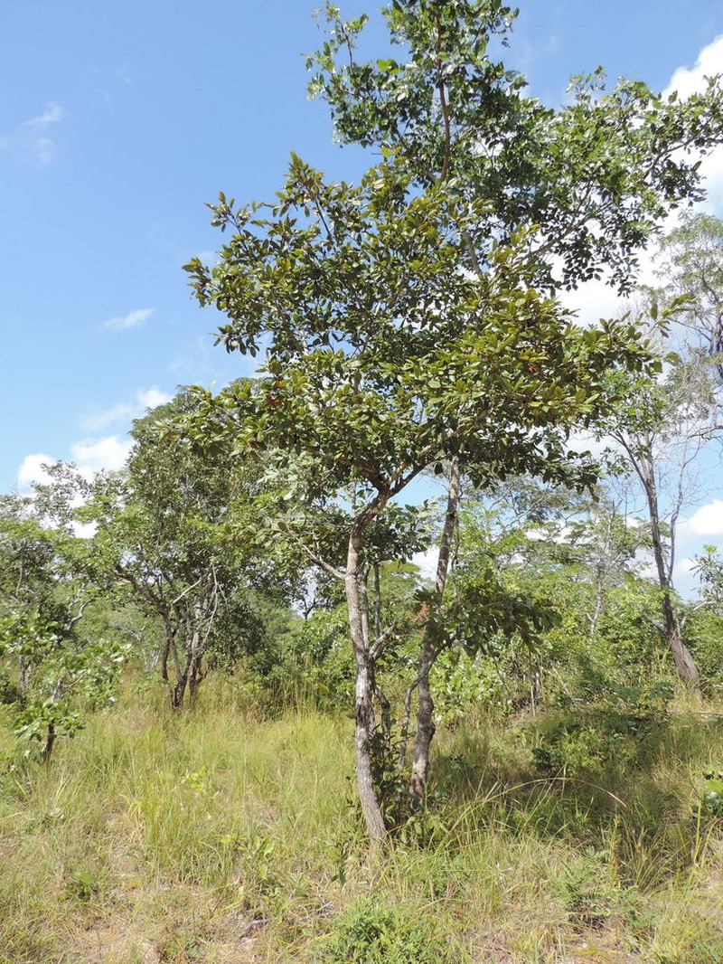 Monotes africanus photo 2