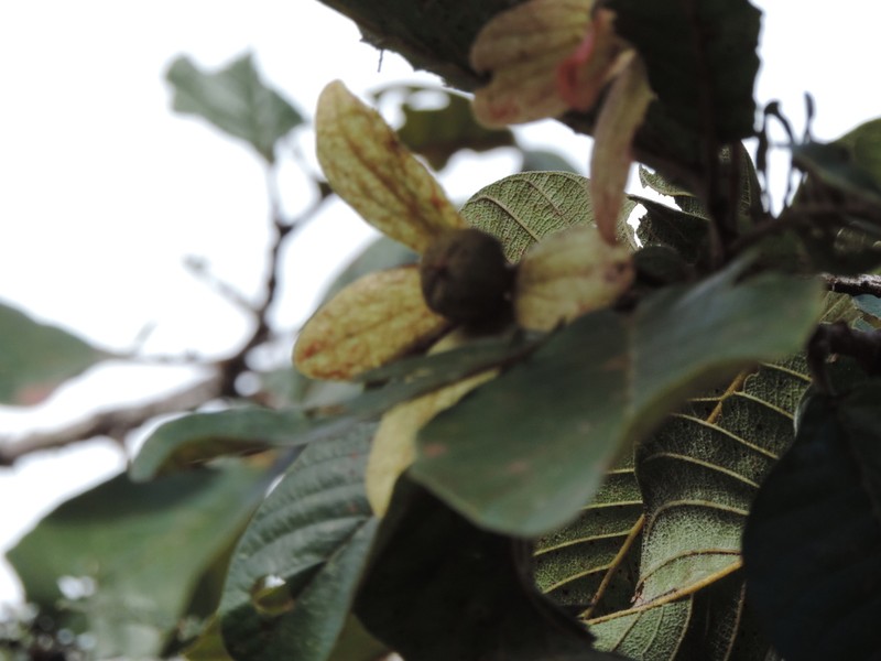 Monotes africanus photo 5