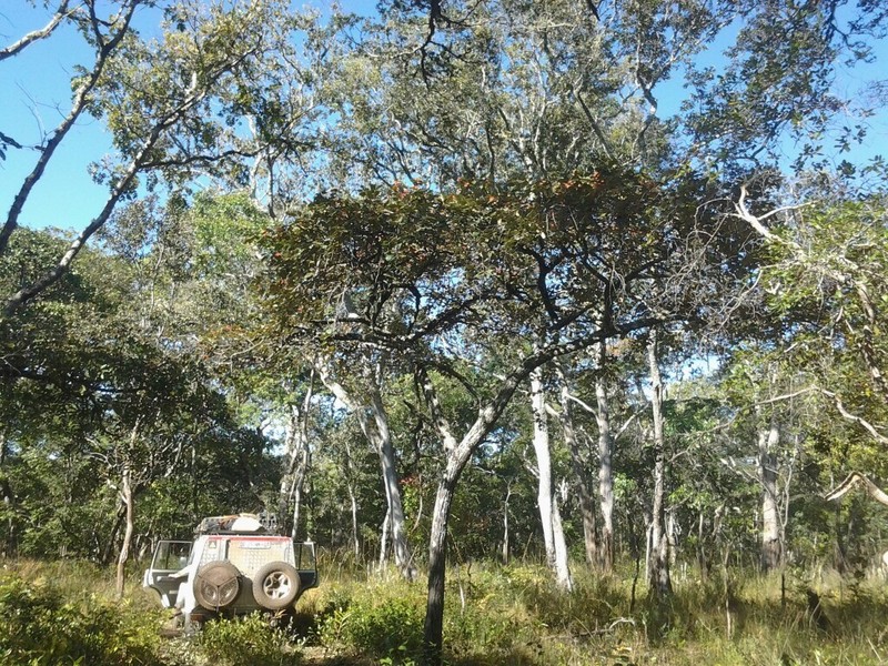 Monotes dasyanthus