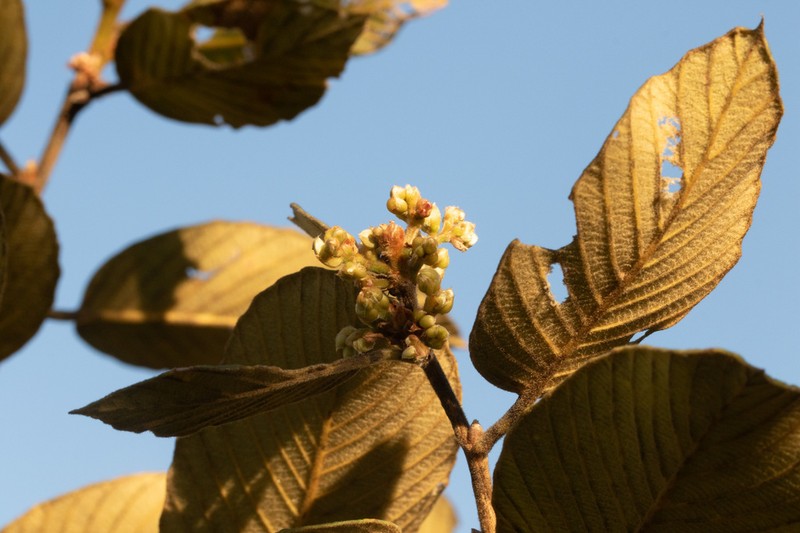 Monotes dasyanthus photo 2