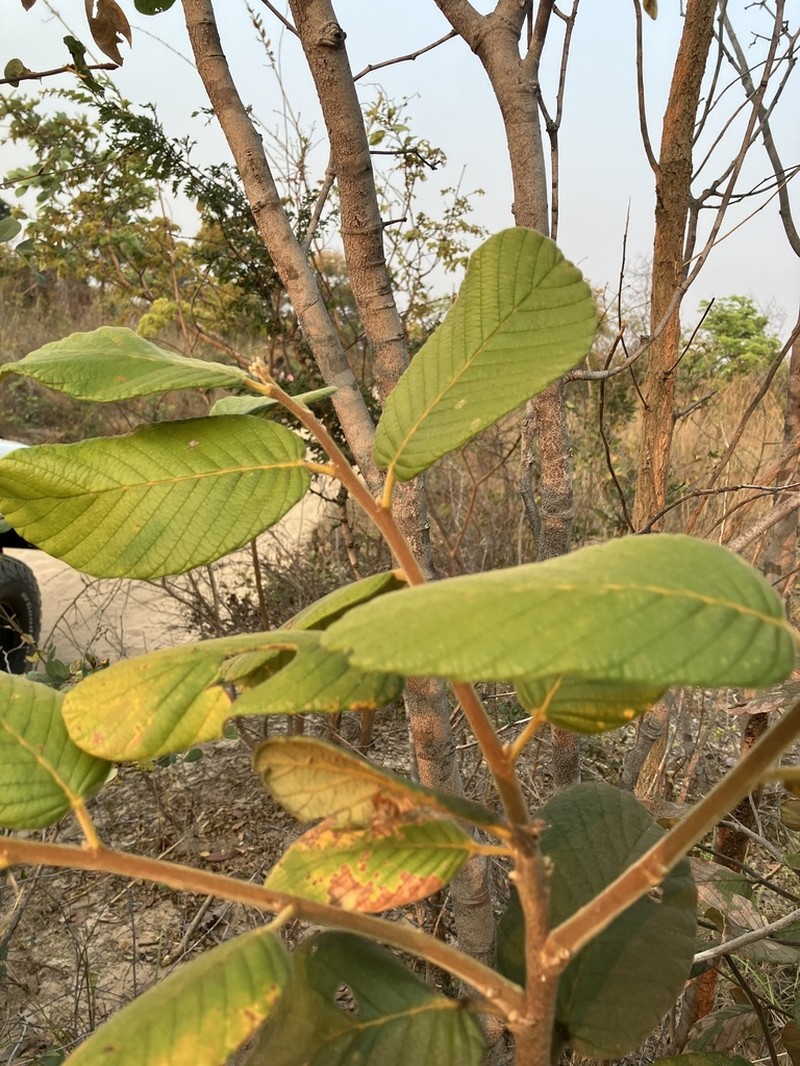 Monotes dasyanthus photo 3