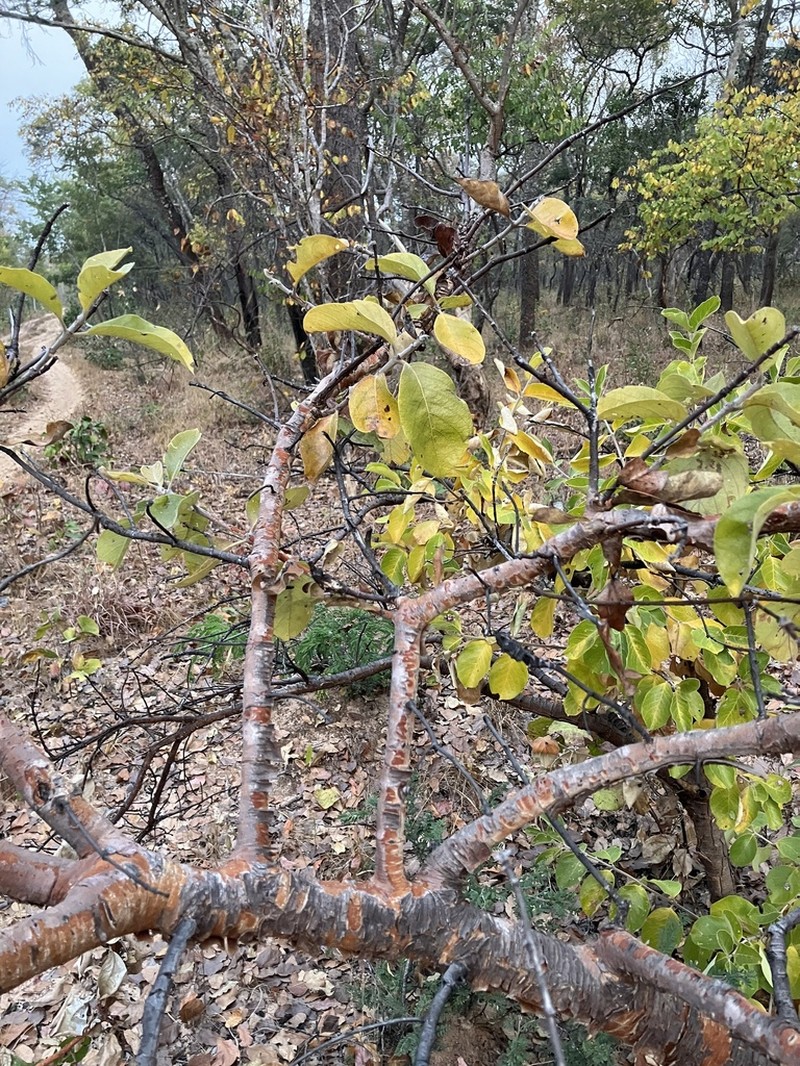 Monotes dasyanthus photo 4