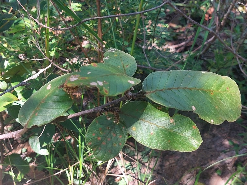 Monotes dasyanthus photo 5