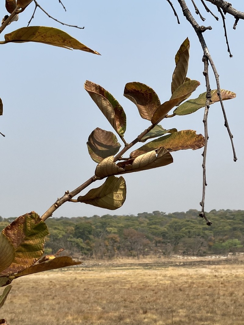 Monotes dasyanthus photo 6