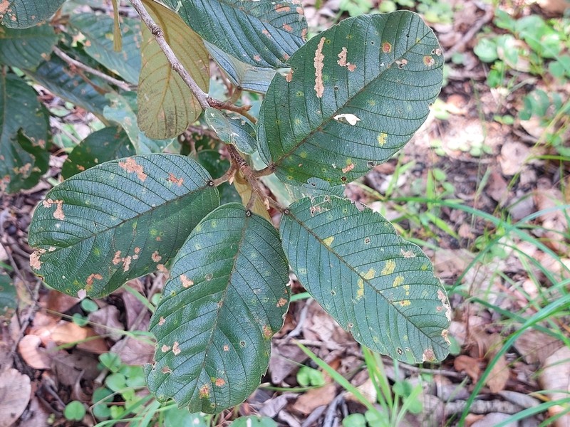 Monotes dasyanthus photo 7