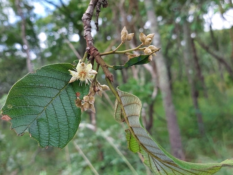 Monotes dasyanthus photo 8