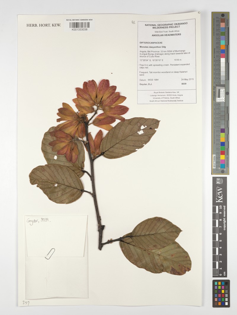 Monotes dasyanthus var. dasyanthus