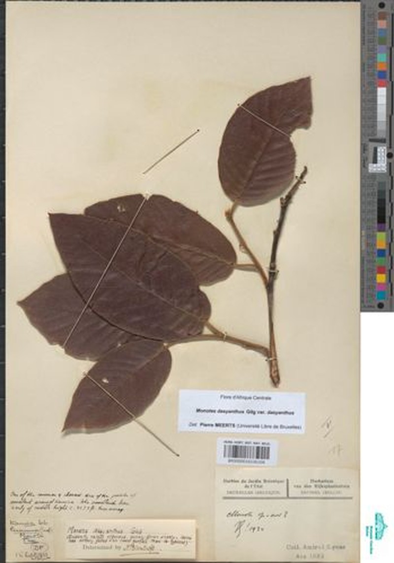 Monotes dasyanthus var. dasyanthus photo 2