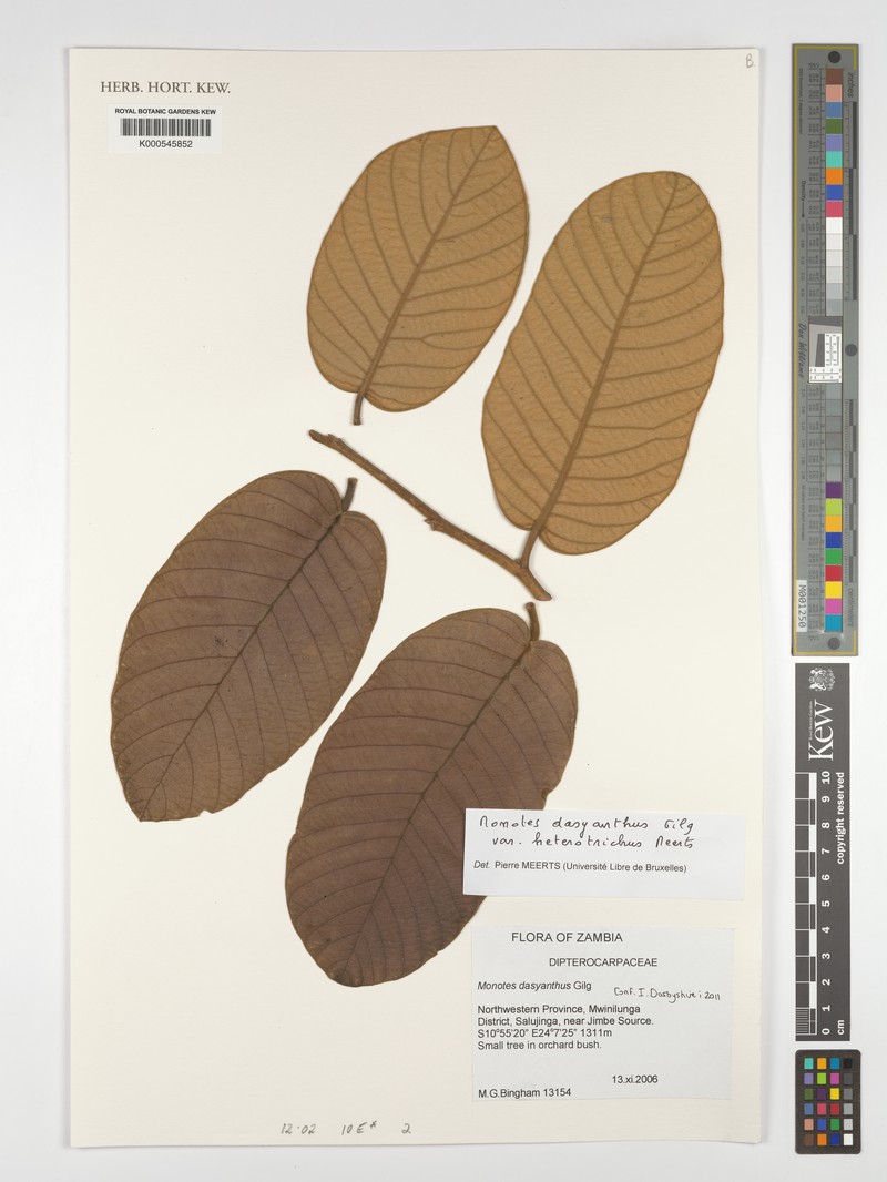 Monotes dasyanthus var. heterotrichus